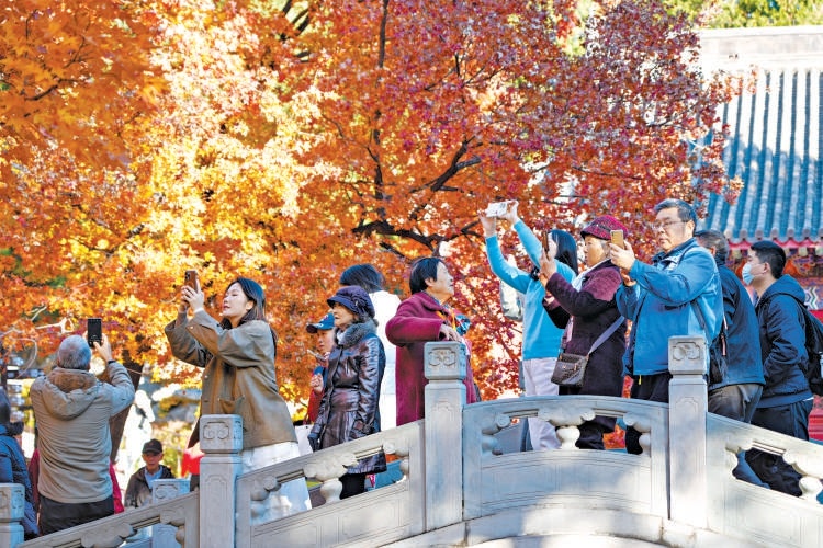 據香山公園紅葉物候觀測小組監測，目前園內彩葉植物變色率已達75%-85%，形成以紅、黃、橙為主色調的立體秋色景觀，吸引了眾多市民遊客前來打卡留念。