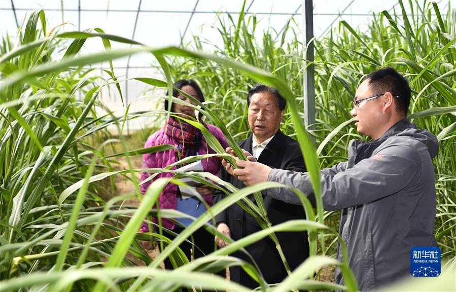 林占熺（中）在寧夏銀川市永寧縣閩寧鎮農戶劉昌富的大棚裏查看菌草生長情況（2021年3月29日攝）。