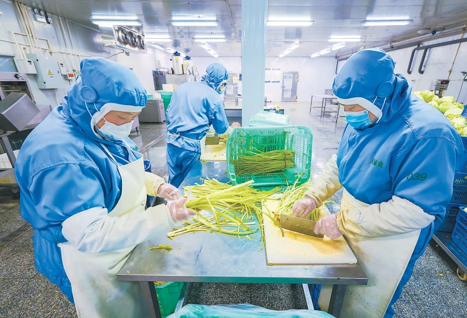 在興蘆農業淨菜加工車間,工人正在加工芹菜。 在興蘆農業淨菜加工車間,工人正在加工芹菜。