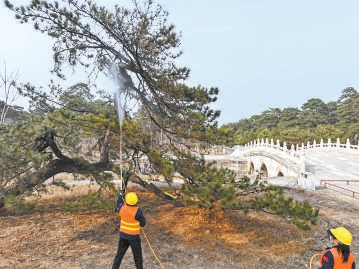 專業人員對古鬆林進行養護作業。