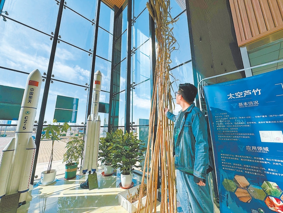 太空蘆竹。