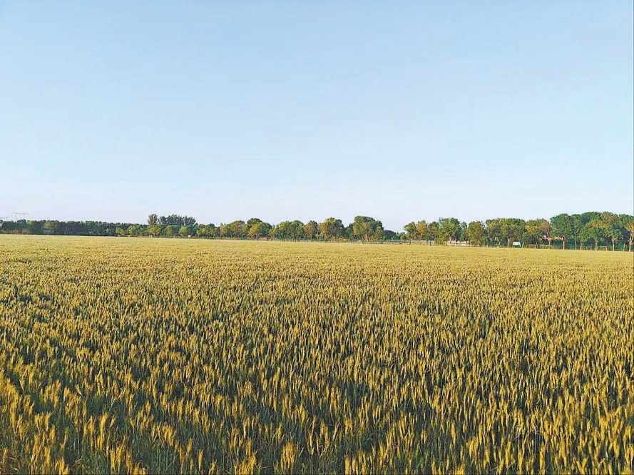 2024年5月拍攝的中國農業大學北京通州實驗站果村示範田。 2024年5月拍攝的中國農業大學北京通州實驗站果村示範田。