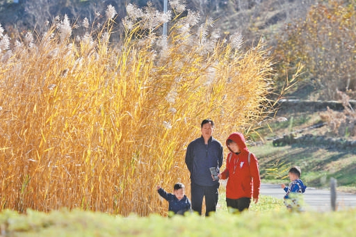 宋莊蓄滯洪區二期近日開放，濃鬱秋色引遊客流連。