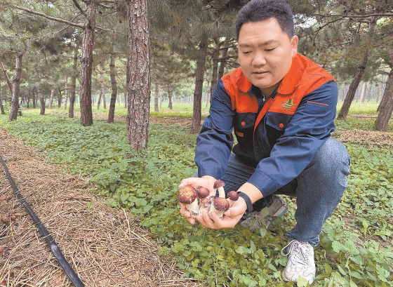 永樂店林場工作人員展示已經成熟的蘑菇。 永樂店林場工作人員展示已經成熟的蘑菇。