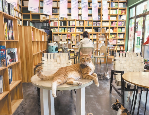 宋莊春風在書店內，貓咪很悠閑。